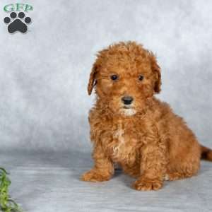 Jeffery, Miniature Poodle Puppy